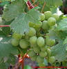 Vitis vinifera